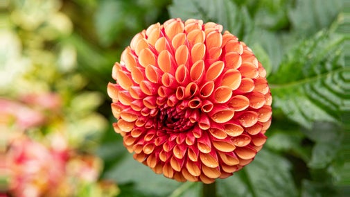 A close-up of an orange flower